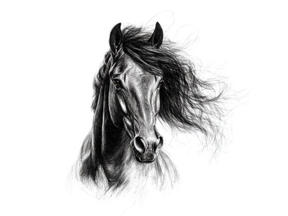 Download 10 Wild Horse Portrait Pencil Sketch Set - Wild Collection